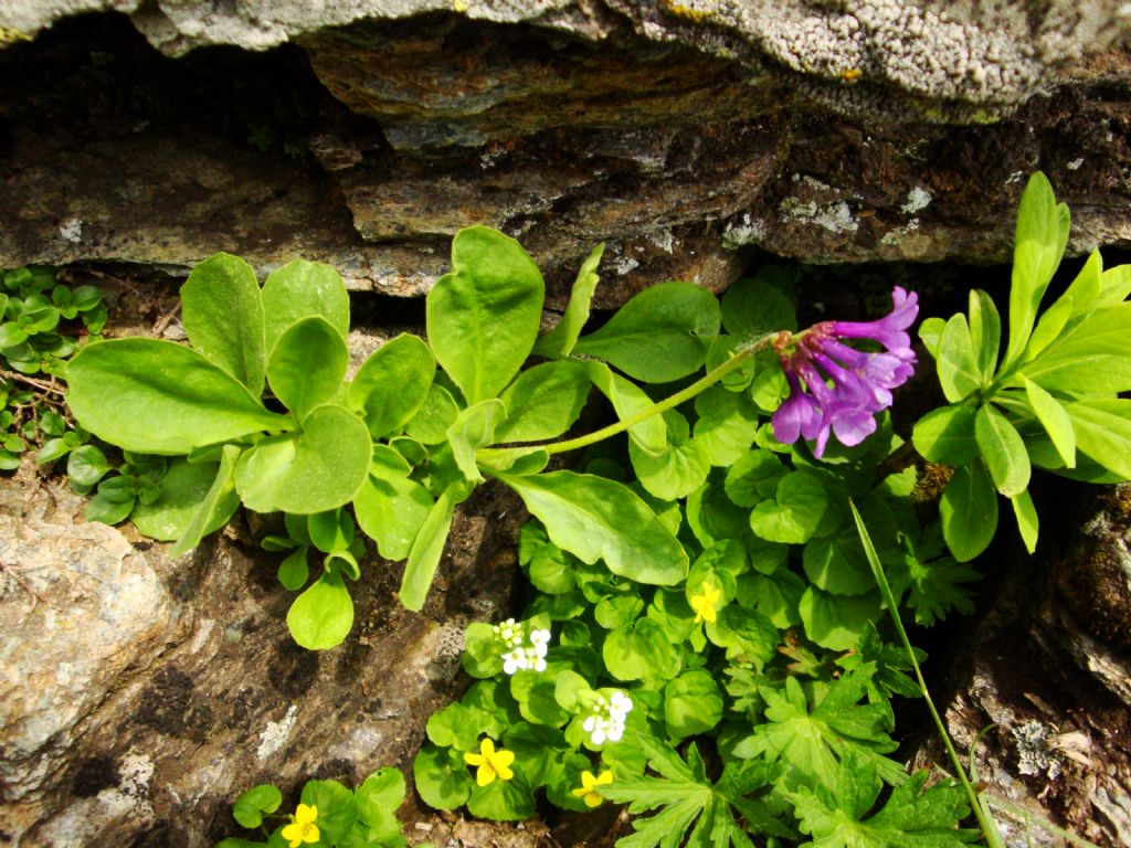 Primula latifolia subsp. graveolens / Primula a foglie larghe